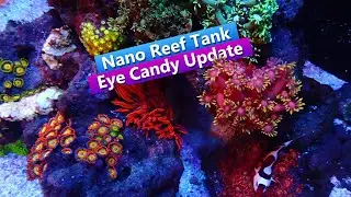Nano Reef Tank -  Eye Candy Update