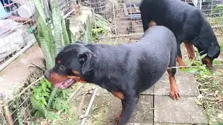 Rottweiler Gervi: Nhượng 1 2 cái choai đẹp