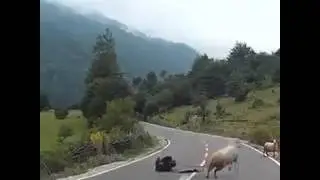 Доставучий баран