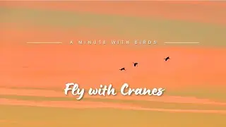 Fly with Cranes || A minute with Birds || Germany