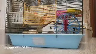 🥕//правильный рацион питания мышей и содержание\\🐭
