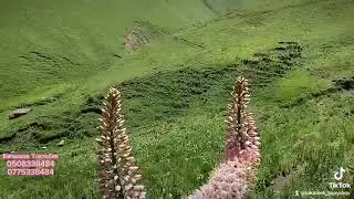 Айылым