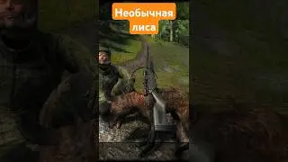 Думал, что добыл редкую лису, но оказалось не так. The Hunter Classic
