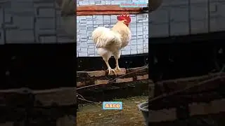 Ayam jago kukuruyuuuk #ayam #chicken