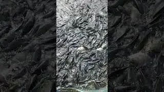 मछली पालन