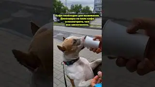 Стаффорд и кофе #shortvideo #собака #staff #puppy #стаффорд #pitbull #стаффордширскийтерьер #pets