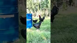 QORA SHAXZODA GIGANT 🐓🐓🐓 #andijon #tovuq  #horoz #bozori #uzbekistan #rek