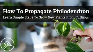 How To Propagate Philodendron