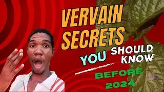 Vervain SECRETS You Should Know Before 2024
