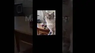 #notmine meeeeeooooow