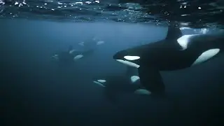 Orcas of Norway | 2022 Season Teaser