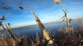 КОММЕРЧЕСКАЯ ОХОТА на УТКУ 🦆🦆🦆2022! Краснодарский край. 