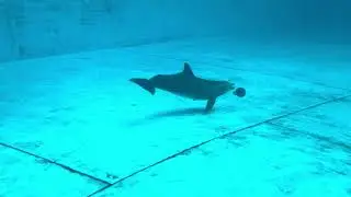 Dolphins 🐬 playing ball