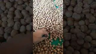 Как мы сушим фундук 🌰🌰🌰 #орехи #фундук
