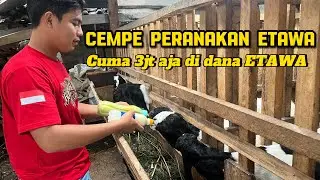 Review harga Peranakan ETAWA di Dana ETAWA farm Blitar
