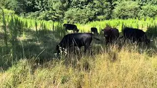 Hot and Dry Dexter Cattle!