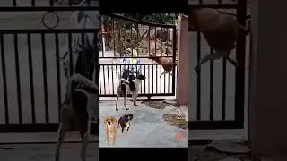 #funnydogs