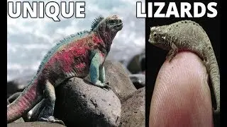 5 Most UNIQUE Lizards | unique lizards | pets & animals point: