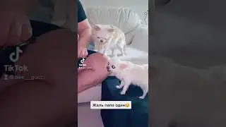 #тикток #собака #рек #cat #чихуахуа #прикол #топ