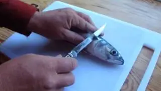 Opinel slimline filleting knife boning out fresh mackerel