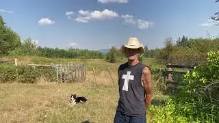 Dayo Daylight Off Leash border collie