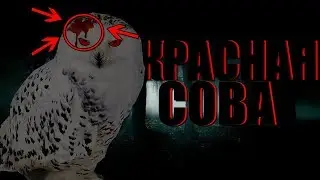 КРАСНАЯ СОВА СЛОМАЛА ПСИХИКУ - ИГРА КРАСНАЯ СОВА. 