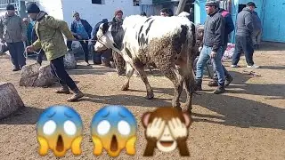 БУКАИ КАЛОН ДАР БОЗОРИ ХУДЖАНД😱😱😱