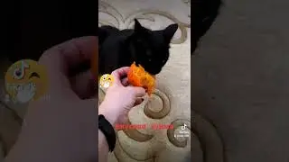 #кот #котыприколы #котики #коты