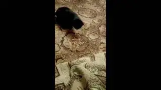 смешной кот