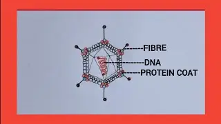 How to draw structure of adeno virus easily