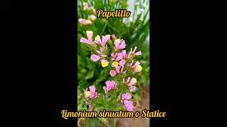 papelillo (Limonium sinuatum o Statice) #shorts #plantas #flores#flowers #naturaleza