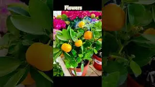 Французский поцелуй💋 Baiser français🌺🍀