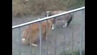 Драка котов# 08 за забором