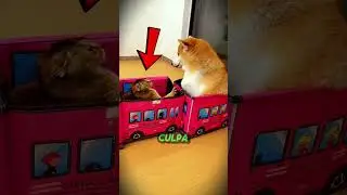 This kitten got FURIOUS at the dog! 😅