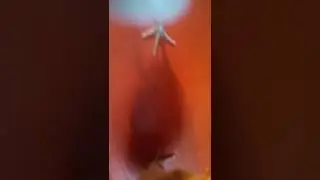 Голошейка // Цыплята