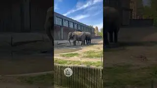 My Visit to Zoo Berlin | 