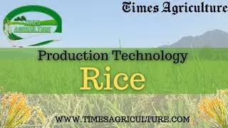 Rice Production Technology |  چاول کی پیداواری ٹیکنالوجی | चावल उत्पादन तकनीक | A Step by Step Guide