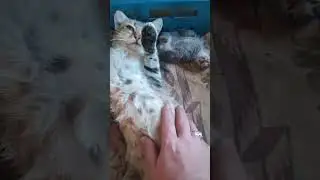 глажу киску в прямом эфире