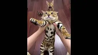 Котики 🐈 Как меня мама заставляет покупать канцелярию на 1 сентября #cat #ytshorts #юмор #catvideos
