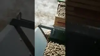 Калибровка картофеля со скоростью 15 тонн в час.