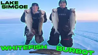 Lake Simcoe Whitefish and Burbot - Ice Fishing 2023