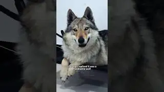 The puppy rescued in the snow turned out to be a wolf 