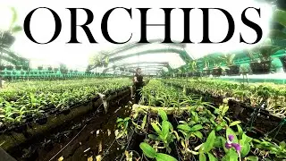 Visiting an AWESOME Orchid Farm | Ranaghat Nursery