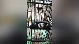 CIBLEK SAWAH / PRENJAK SAWAH MENTAL FIGHTER NGEBREMM