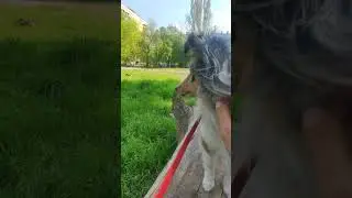 как видит мир собака:? Смотрим на мир глазами собаки