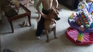 kid riding a dog