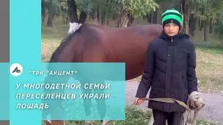 У многодетной семьи переселенцев украли лошадь