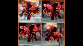 Betta Fish Fancy RED NEMO TIGER KOI Halfmoon HM Male X139
