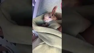 Белка Чип защищает Шишку😎