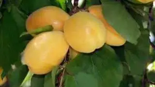 MALATYA (((---UZUN HAVA &  HALAY CEPKİ---)))